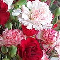 Carnation Cluster