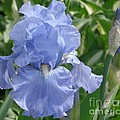 Purely Pretty Iris