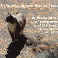 the Cat knows